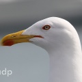 Azorean Gull adult (Larus michahellis atlantis) February,  Alan Prowse